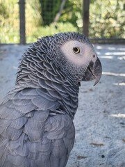 Graupapagei