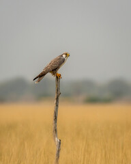 Laggar falcon or Falco jugger perched on branch in scenic landscape of grassland at tal chhapar sanctuary churu rajasthan india asia
