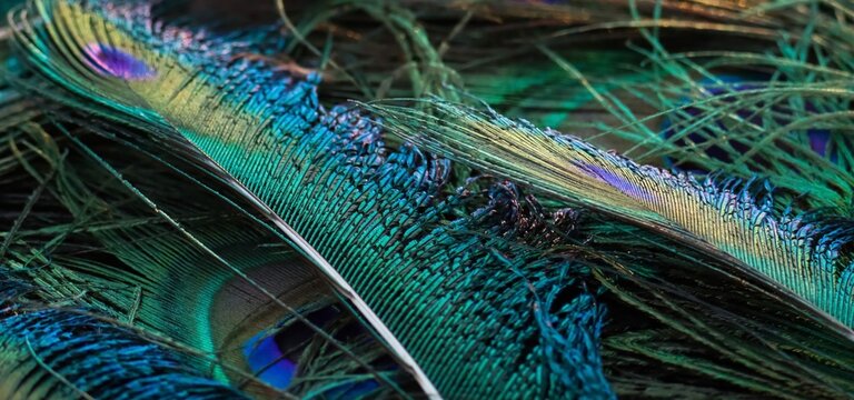 Peacock feather texture background. Peafowl feather. Feathers. Blurred turquoise color background. Bird feather. Color contrast image, photo. Feather in full frame. Background for party, festival.
