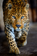 Obraz na płótnie Canvas Close up big leopard isolated on black background
