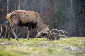 Majestic red deer stag in forest with big horn playing with the root of a tree. Animal in nature habitat. Wildlife scene