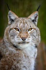 Lynx portrait in the summer time. Wildlife scene from nature