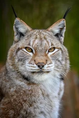 Poster Lynx portrait in the summer time. Wildlife scene from nature © byrdyak