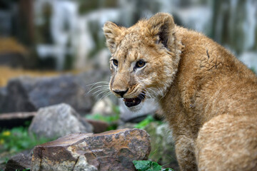 Close up lion cub portrait. Wildlife scene from nature