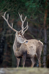 Naklejka na ściany i meble Majestic red deer stag in forest with big horn. Animal in nature habitat. Wildlife scene