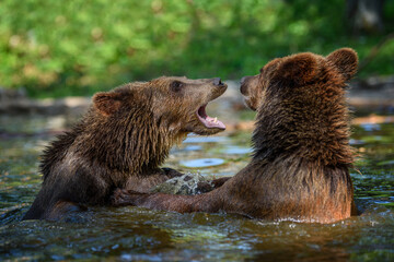 Wild Brown Bear (Ursus Arctos) on playing pond in the forest. Animal in natural habitat. Wildlife...