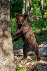 Obraz premium Wild Brown Bear (Ursus Arctos) in the summer forest. Animal in natural habitat