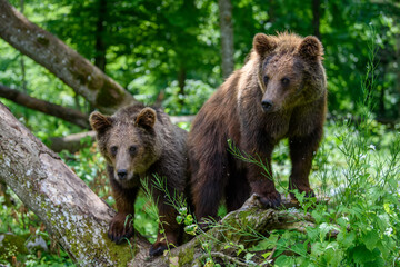 Wild Brown Bear (Ursus Arctos) in the summer forest. Animal in natural habitat
