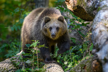 Naklejka na ściany i meble Wild Brown Bear (Ursus Arctos) in the summer forest. Animal in natural habitat