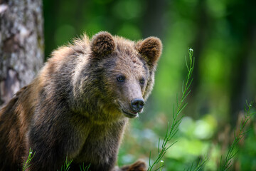 Wild Brown Bear (Ursus Arctos) in the summer forest. Animal in natural habitat