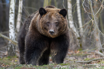 Fototapeta na wymiar Wild Brown Bear (Ursus Arctos) in the summer forest. Animal in natural habitat