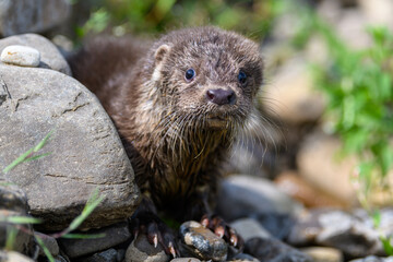 Obraz premium Lutra in nature habitat. Portrait of water predator. Wildlife scene