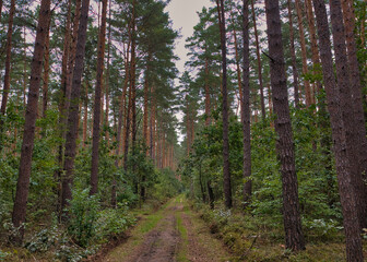 Obraz premium Schnurgerader Waldweg durch einen hohen Kiefernforst mit moosbewachsenem Boden, herbstliche Forstwirtschaft bei Wandlitz, Landkreis Barnim, Brandenburg, Deutschland
