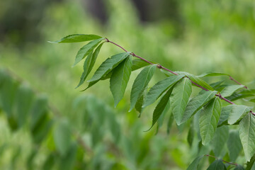 green leaves on a branch