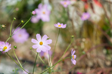 Pink cosmos blooming on the roadside.