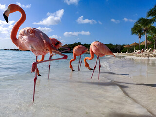 Group of flamingos in water