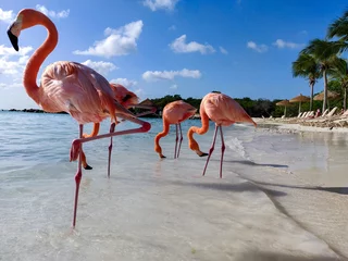 Gardinen Group of flamingos in water © Daniel