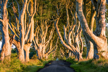 Dark Hedges at sunrise. Romantic, majestic, atmospheric, tunnel-like avenue of intertwined beech trees, planted in the 18th-century in Northern Ireland. View down the road through tunnel of trees at s - 534946719