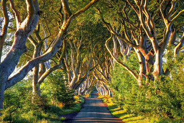 Dark Hedges IV. Romantic, majestic, atmospheric, tunnel-like avenue of intertwined beech trees, planted in the 18th-century in Northern Ireland. View down the road through tunnel of trees at sunrise. - obrazy, fototapety, plakaty