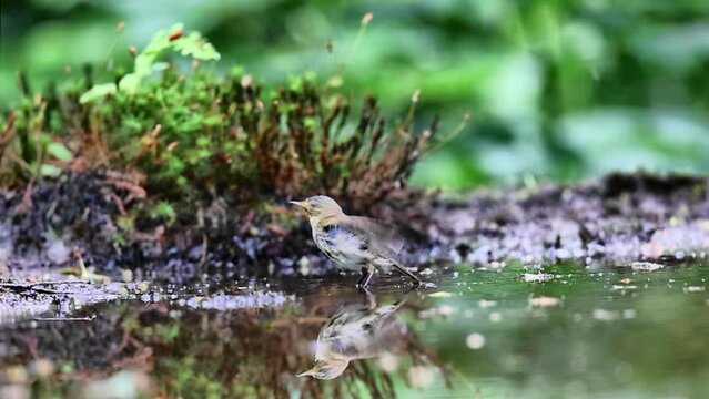 Slow motion common chiffchaff bathing and flying away
