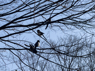 magpies on tree branches in winter