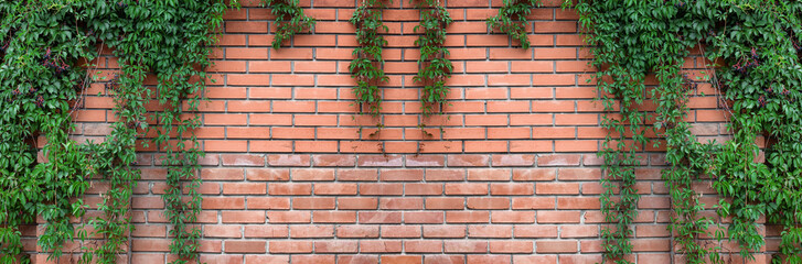 Virginia creeper vines frame on old red brick wall. Five leaved ivy green foliage on rough...