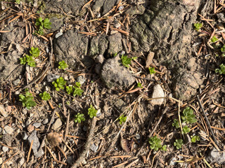 dried leaves on the ground
