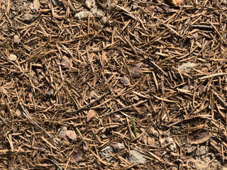 close up of dry leaves