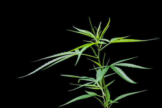 cannabis or marijuana plants on black background isolated on black, ideal wallpaper or thematic images to legitimize the plant.
