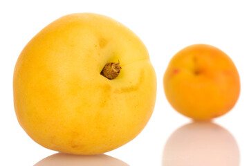 Two organic pineapple apricots, close-up, isolated on white.