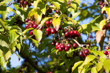 Close up of red and ripe cornelian cherry, also called Cornus mas