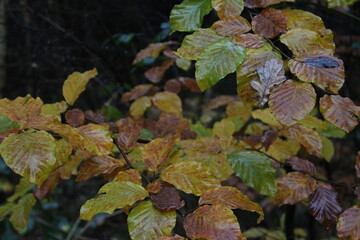 Wet autumn leaves on the trees with rain drops in a rainy fall season