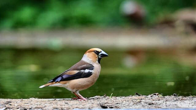 Slow motion hawfinch exploring the water edge of forest pond