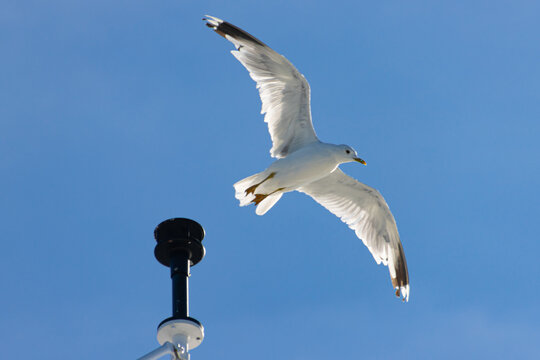 Seagull taking off a position light and flying away