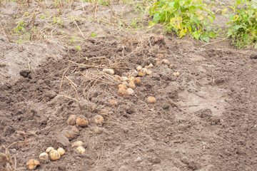 tubers of excavated potatoes lie on the ground