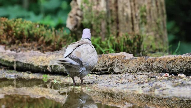 Eurasian collared dove exploring the water edge of forest pond