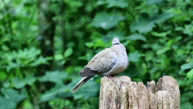 Eurasian collared dove on tree trunk plucking his feathers