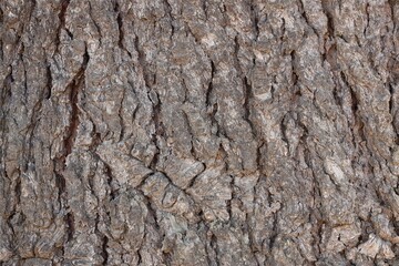 tree bark textures background, top view wooden plank panel