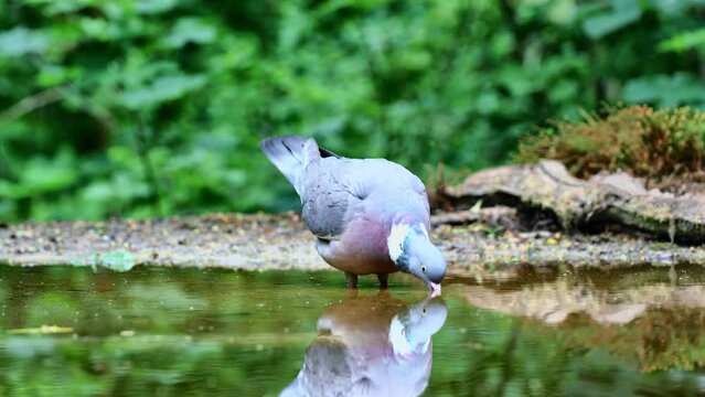 Common wood pigeon drinking in forest pond and flying away
