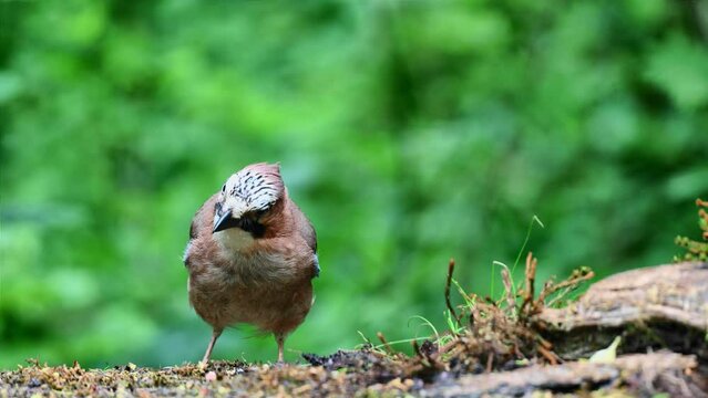 Close up of eurasian jay foraging on forest floor