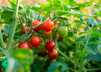 pomidory cherry koktajlowe