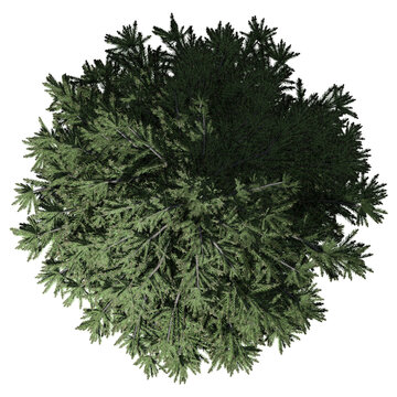 Norway Spruce Tree - Top View