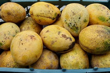 Mangoes in the market. Yellow color sweet Indian variety of mango fruit.
