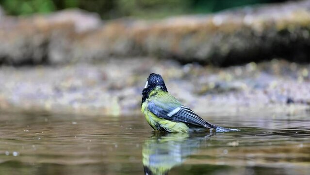 Close up of great tit taking a bath in forest pond and flying away