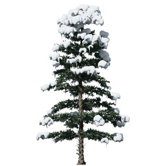 White Fir Tree - Front View