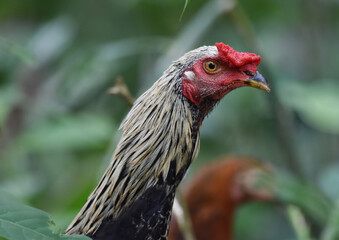 chicken face closeup picture