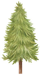 Spruce Tree illustration