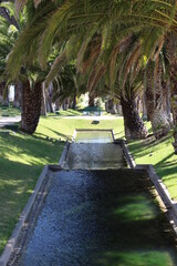 palm trees in the park of Estoril 