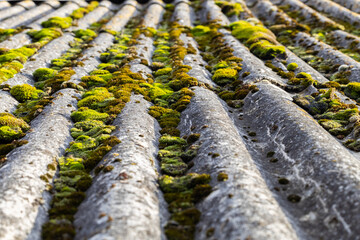 Tiled roof of a house covered with green moss