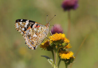 A painted lady (Vanessa cardui) feeding on yellow flowers